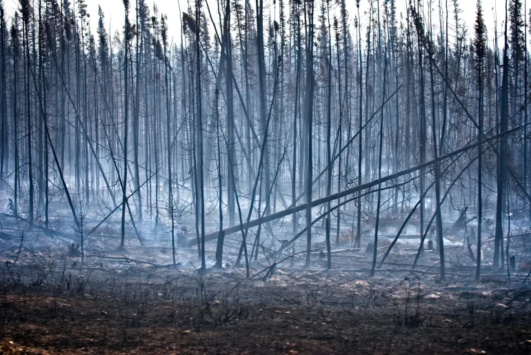 Fire wildfire smoldering trees 