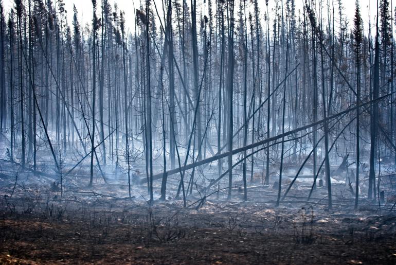 Fire wildfire smoldering trees 