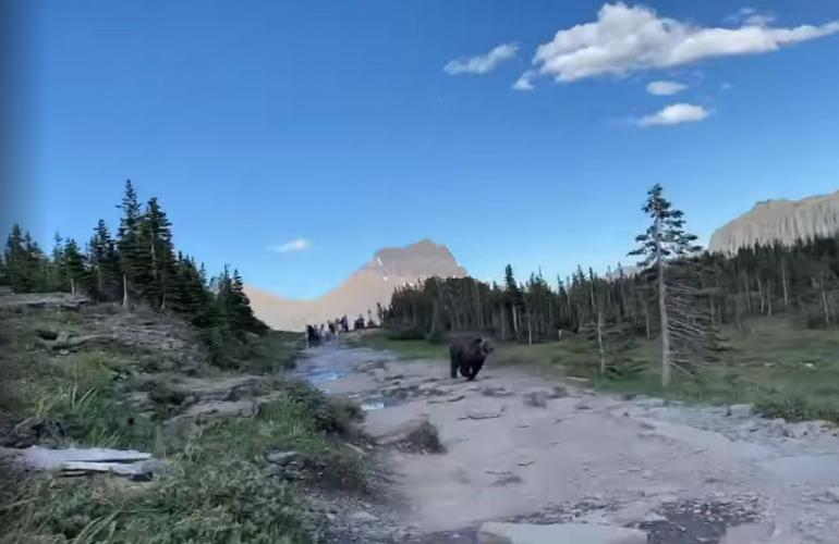 Bear at Glacier National Park