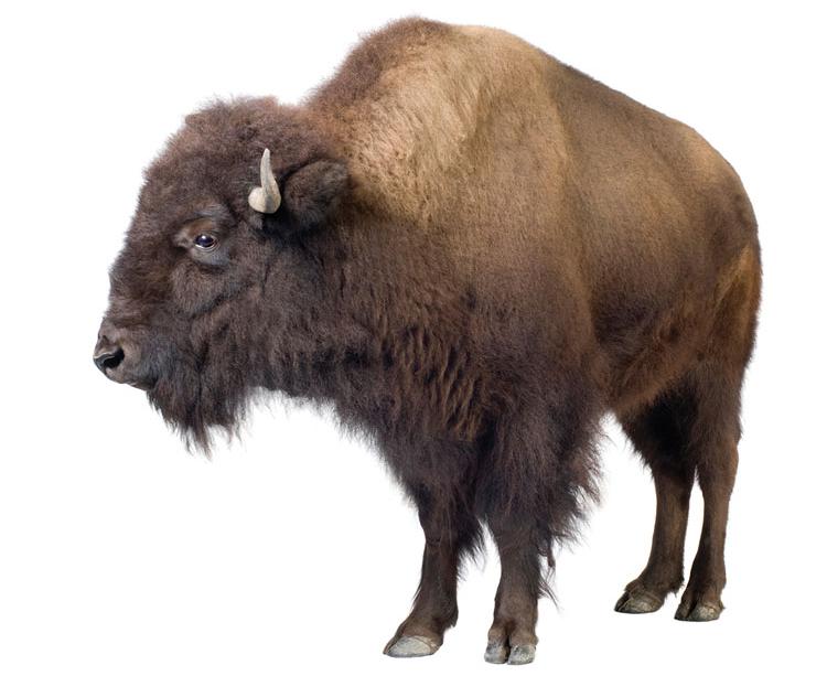 Buffalo