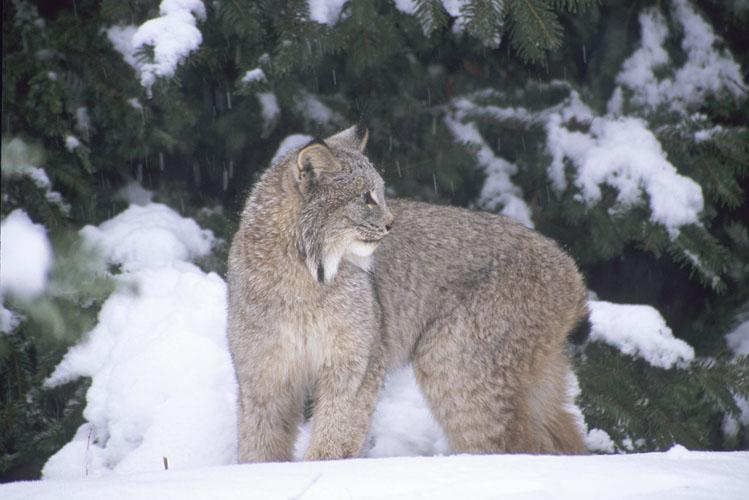 lynx