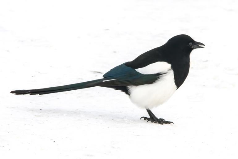 Magpie Blackwood