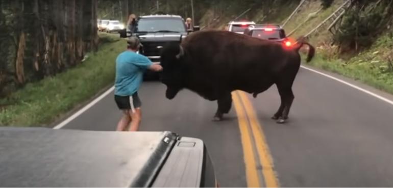 Man approaching bison