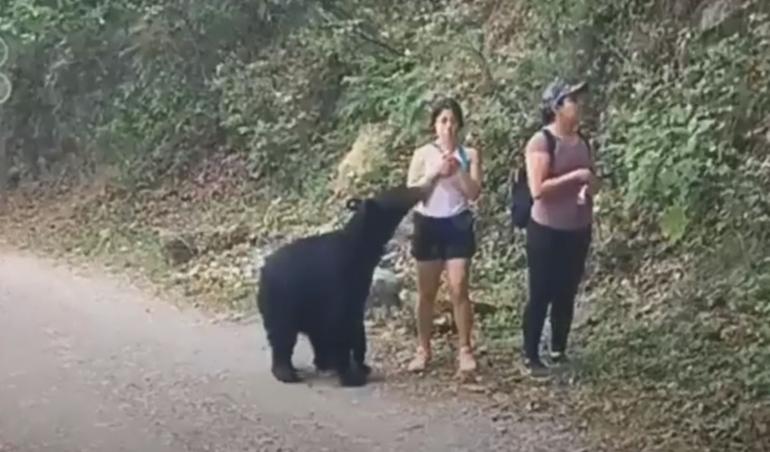 Black bear in Mexico