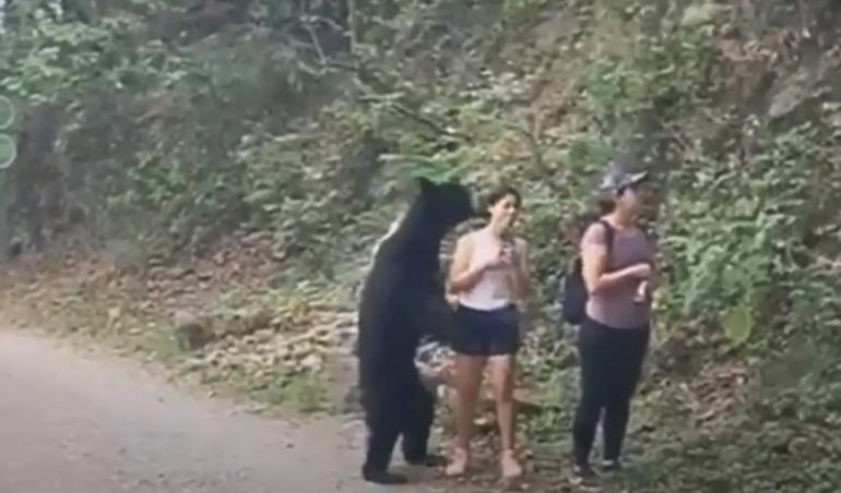 Black bear approaches hikers