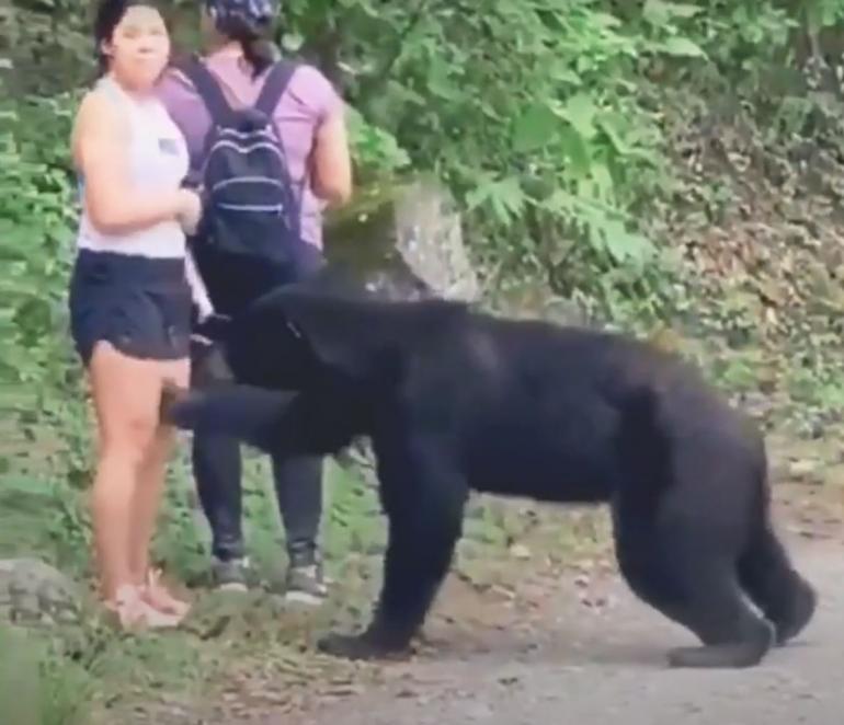 Black bear investigating hikers 