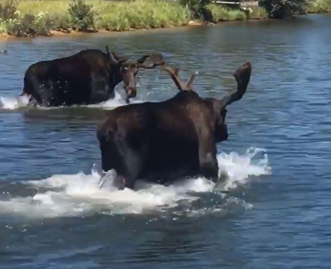 Moose Playing at Georgetown Lake