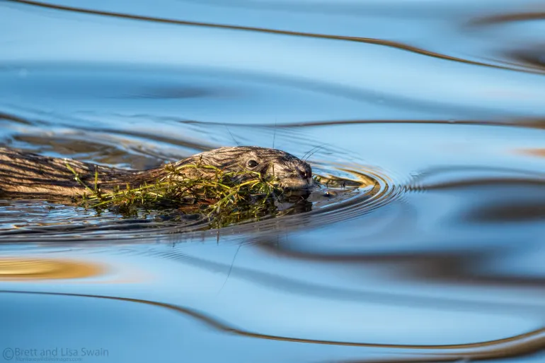 muskrat 