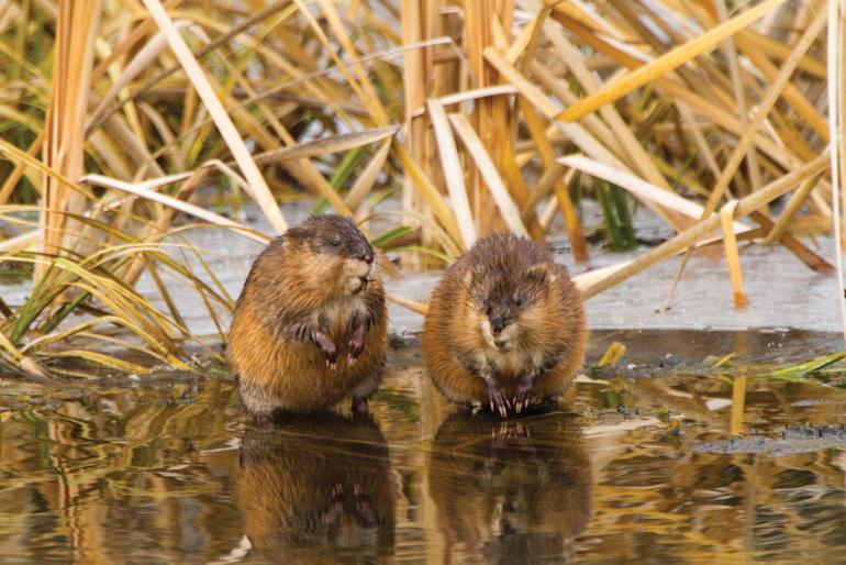 muskrat Akre3955