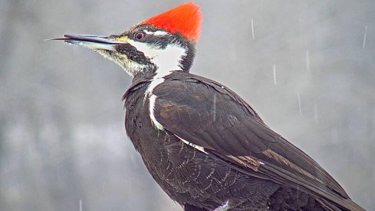 Pileated woodpecker in snow storm large