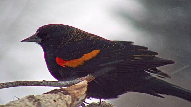 Red winged black bird