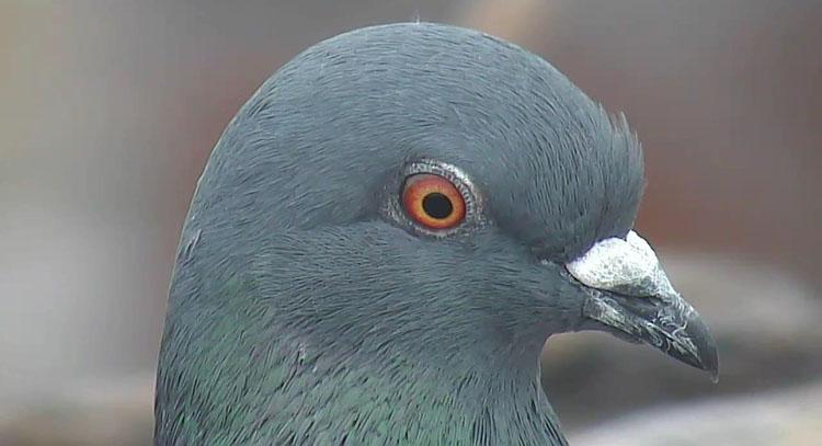 Rock pigeon 