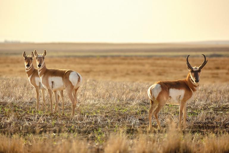 Speed goats