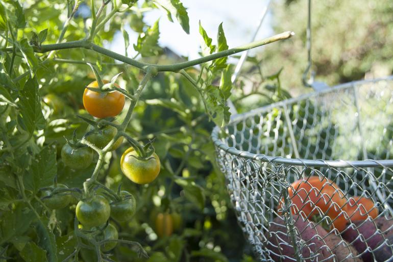 Tomatoes Mary Schaad