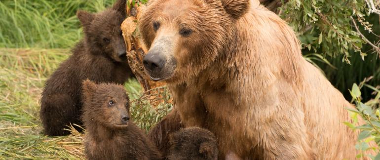 Wildlife - Mama Bear and cubs