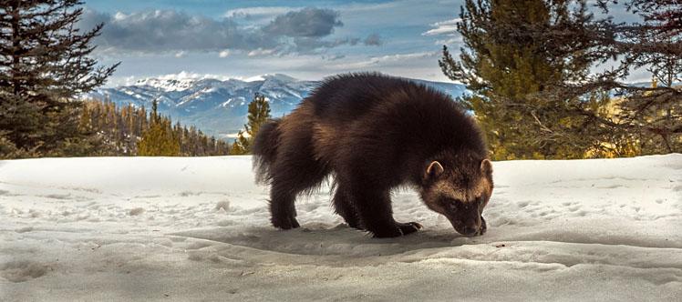 Wolverine Loping
