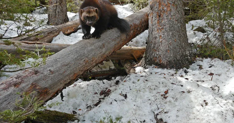 Wolverine on log looking at camera
