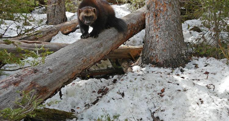 Wolverine on log looking at camera