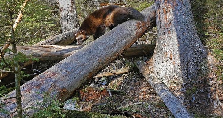 Wolverine Sniffing Log