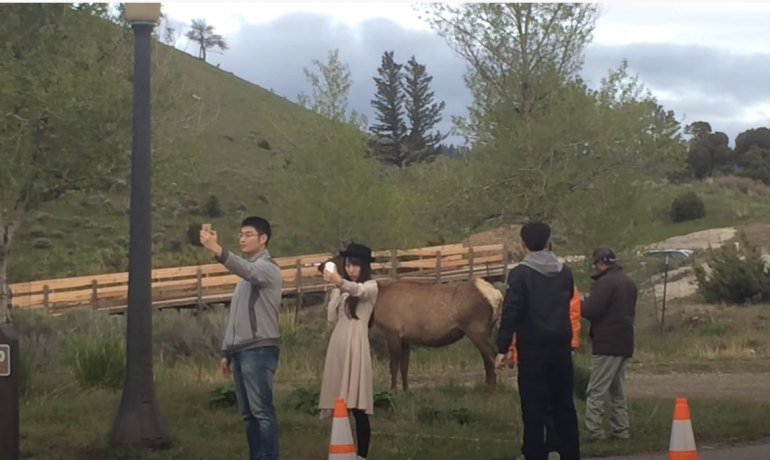 Stupid People Taking a Yellowstone Selfie 