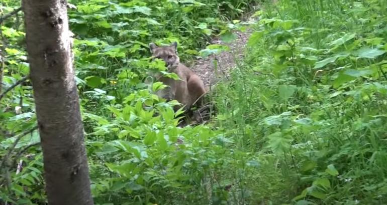 Trevor Rasmussen and Mountain Lion at Glacier National Park