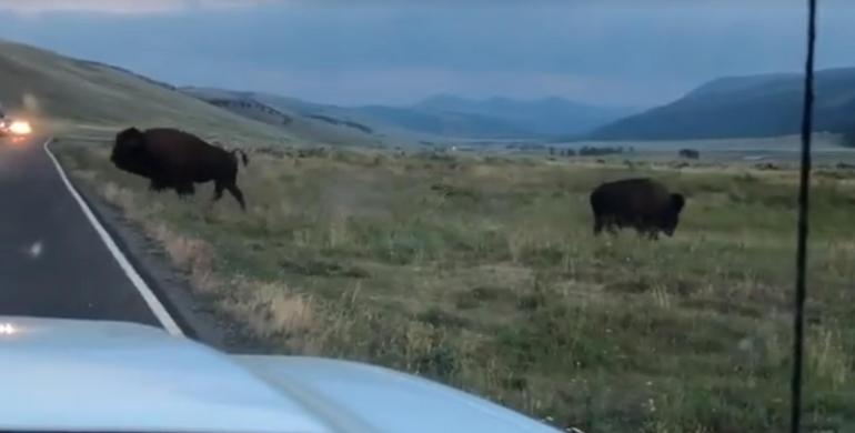 Aftermath of Bison Rutting, Yellowstone