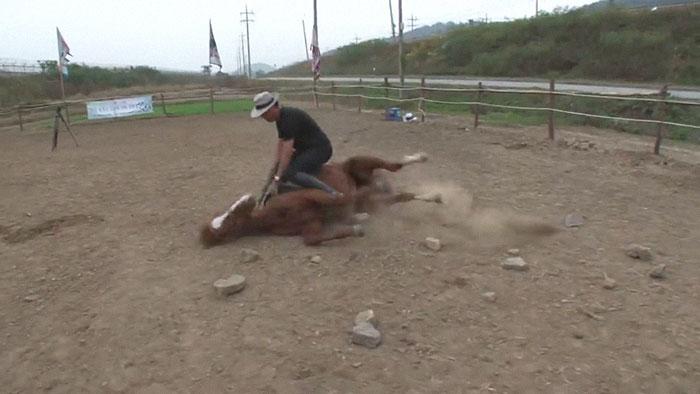 Jinjang the horse hard at work playing dead. 