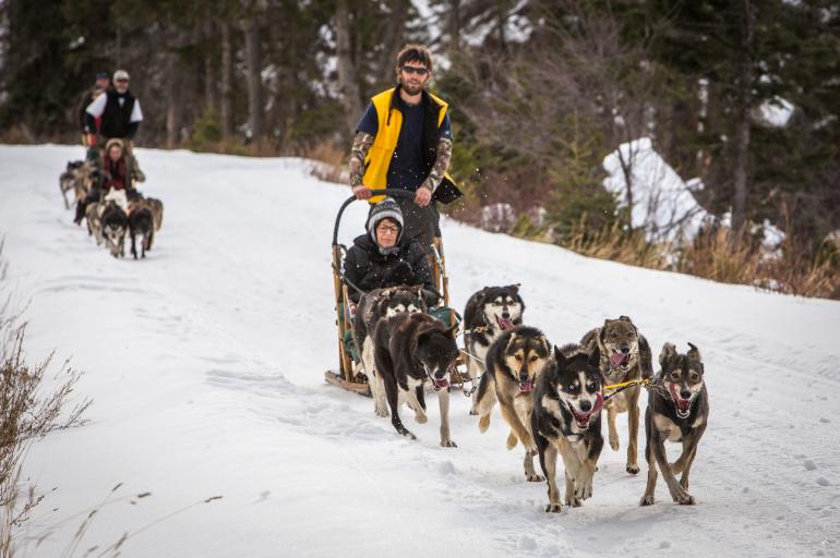 Absaroka Dog Sledding 