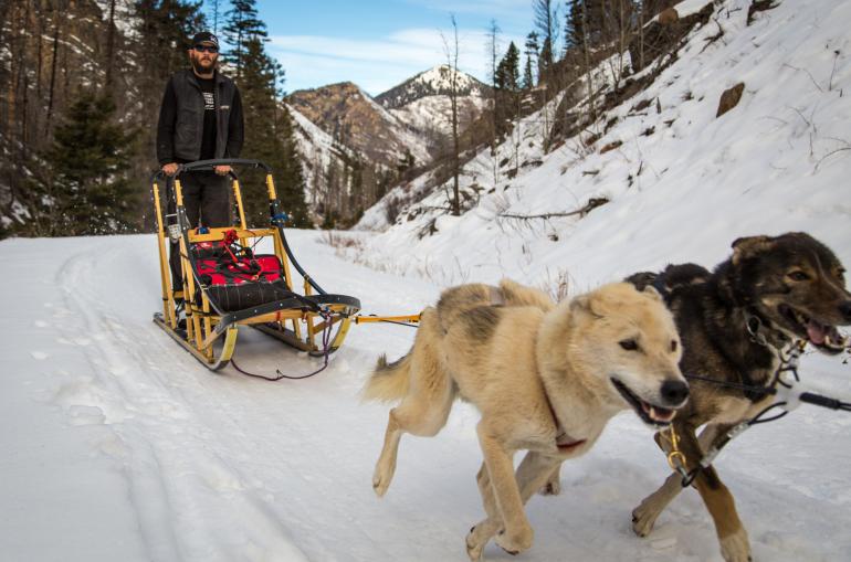 Absaroka Dog Sledding
