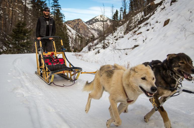 Absaroka Dog Sledding 