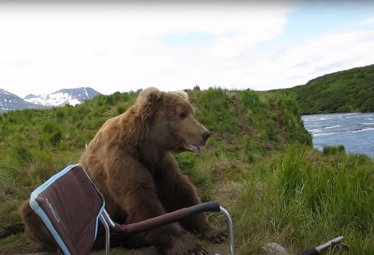 Grizzly next to chair