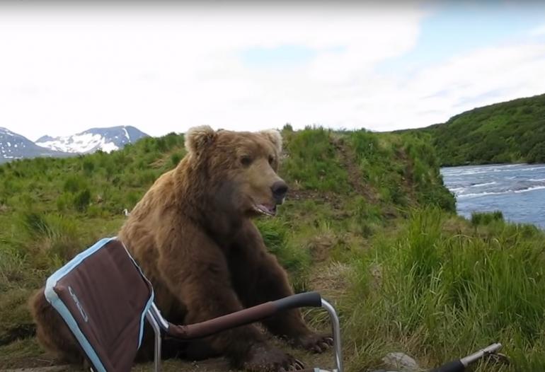Grizzly sitting next to chair