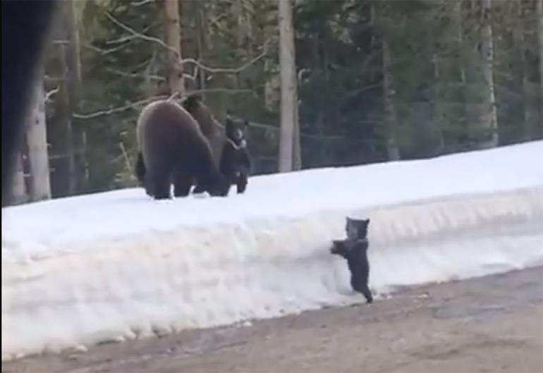Bear cub stuck