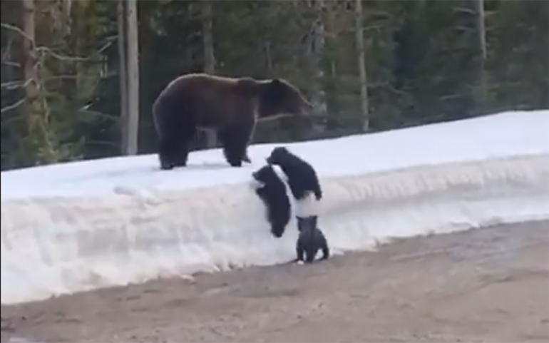 Mama Bear Crossing Road With Cubs