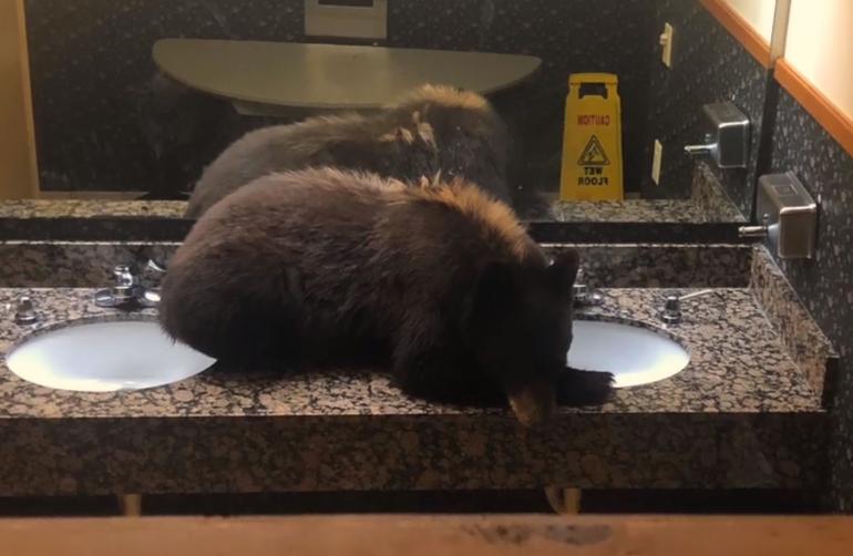 VIDEO Bear Just Won't Leave Restroom at Buck's T4 Lodge!