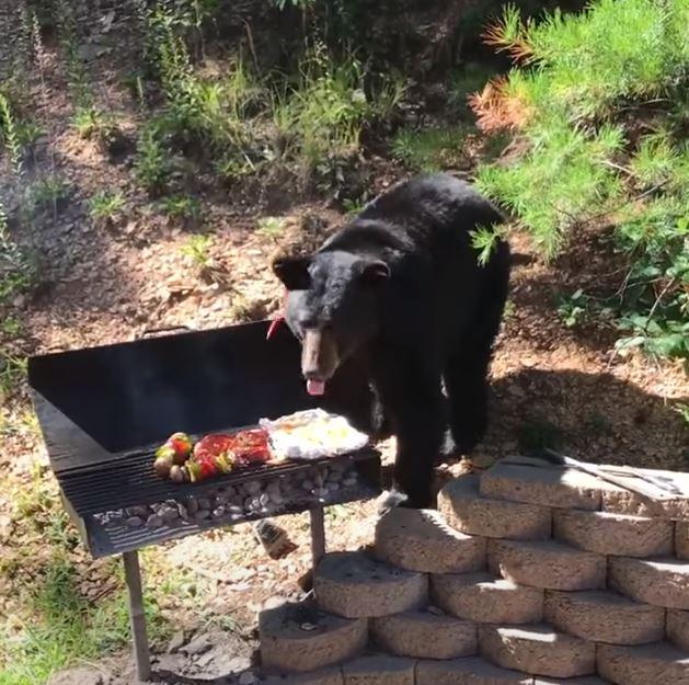 Barbecue battle with bear