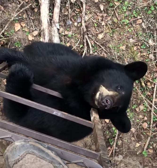 Bear scaling ladder