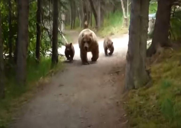 Bears Advancing on Path