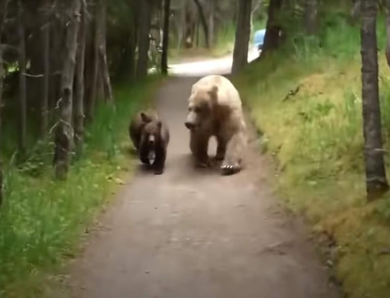 Bears Advancing Along Path