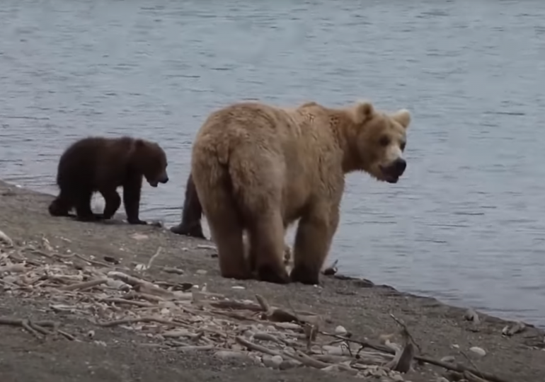 Bears on the Water