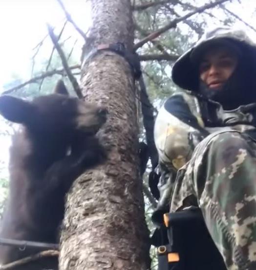 Bear in tree stand