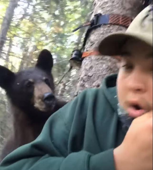 Bear in tree stand SURPRISE