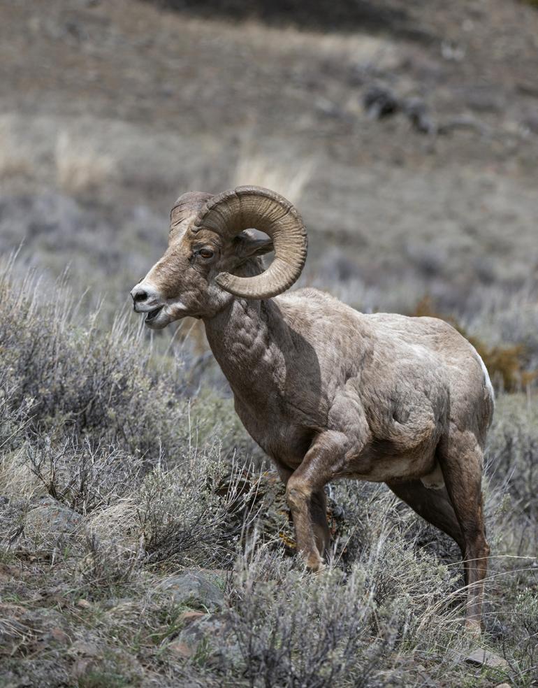 Bighorn ram at Soda Butte