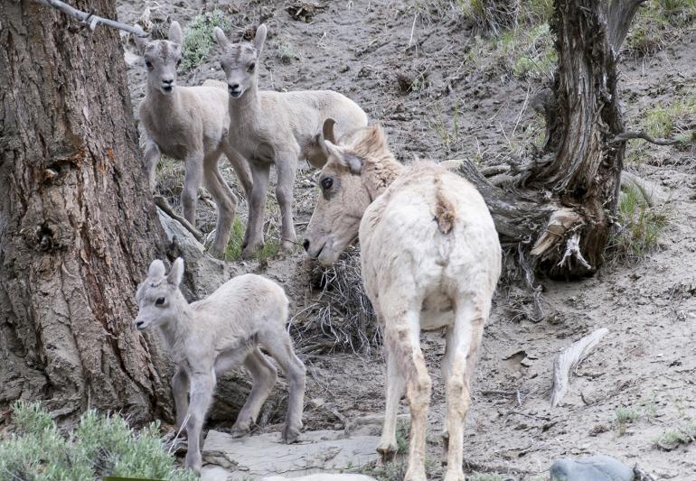 Bighorn Sheep Lambs