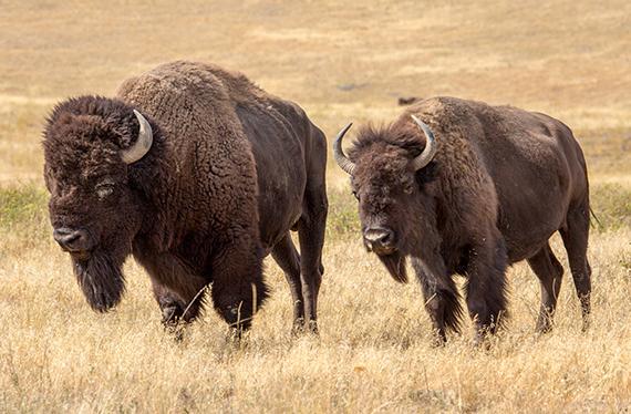 Bison couple