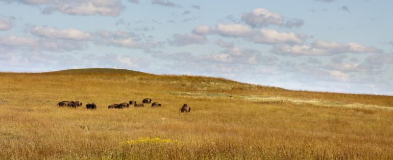 Bison in golden field