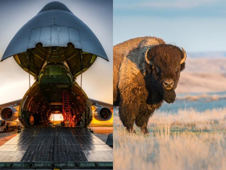 Bison/plane collage