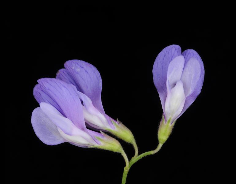 Blue Vetch