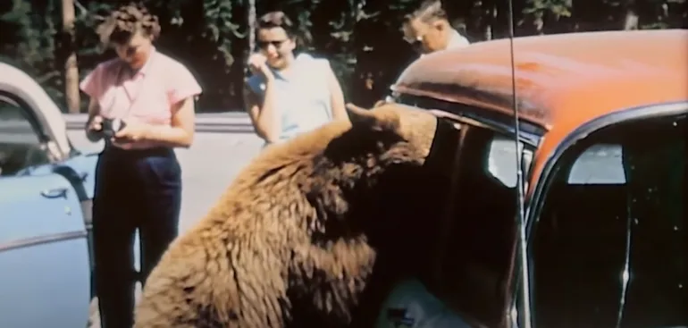 Grizzly with head in car, Yellowstone in the 1950s