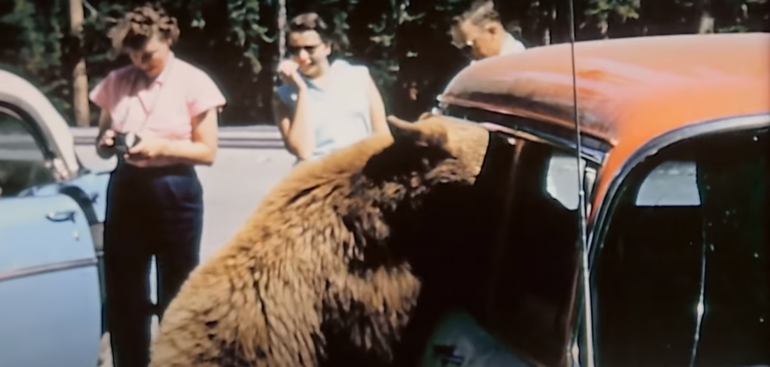 Grizzly with head in car, Yellowstone in the 1950s